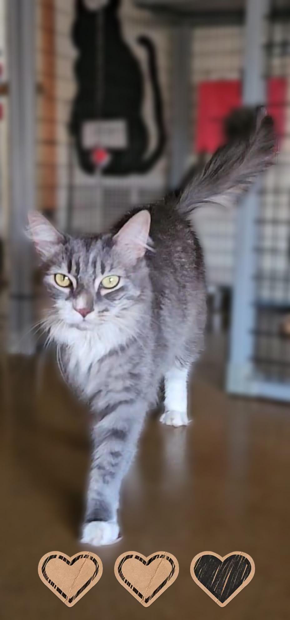 Rian, Adoptable, Adult Male Domestic Long Hair.