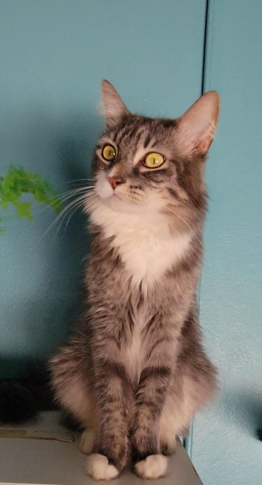 Rian, a Adoptable Domestic Long Hair image 2/4