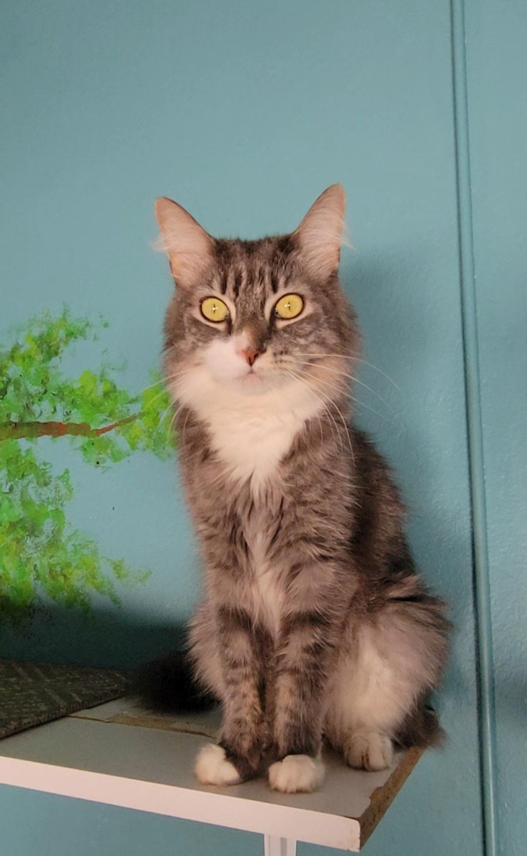 Rian, a Adoptable Domestic Long Hair image 3/4