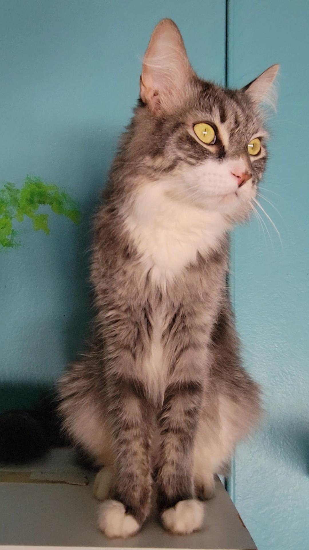 Rian, a Adoptable Domestic Long Hair image 4/4