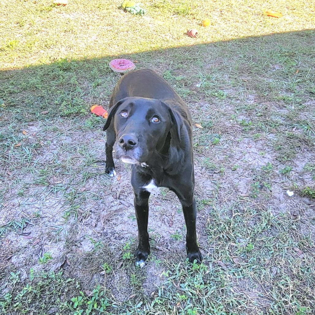 Nina, Adoptable, Young Female Black Labrador Retriever.
