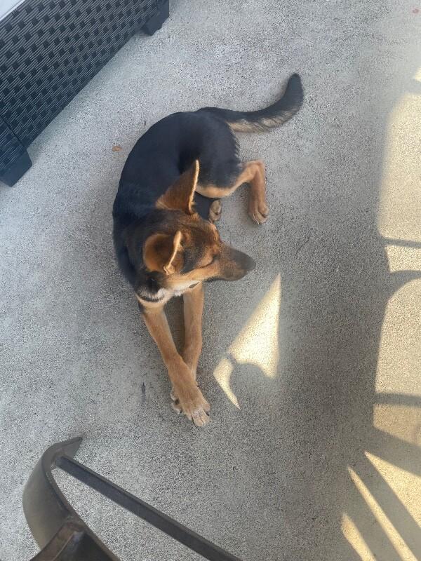 Dahlia, Adoptable, Adult Female German Shepherd Dog.