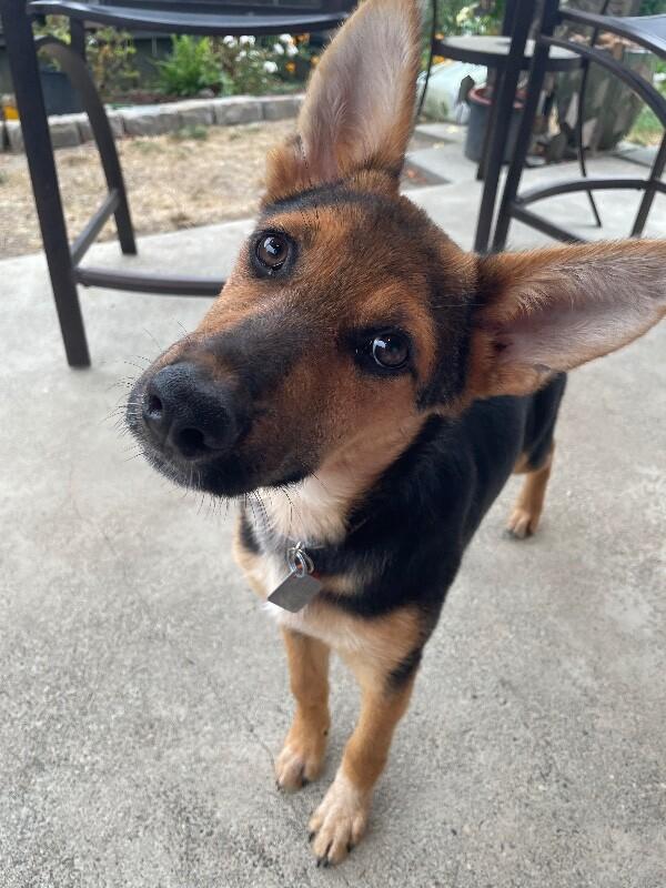 Enlarge Dahlia, a Adoptable mixed breed in Seattle, WA image 2/6
