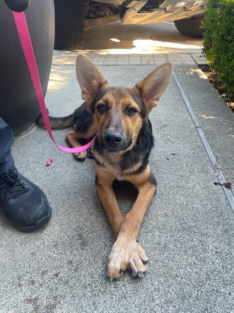 Enlarge Dahlia, a Adoptable mixed breed in Seattle, WA image 4/6
