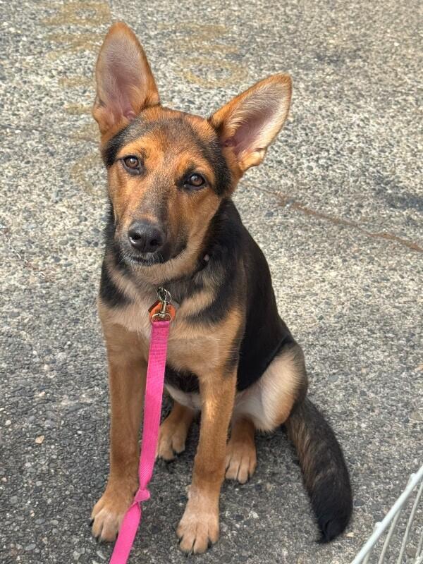 Enlarge Dahlia, a Adoptable mixed breed in Seattle, WA image 5/6