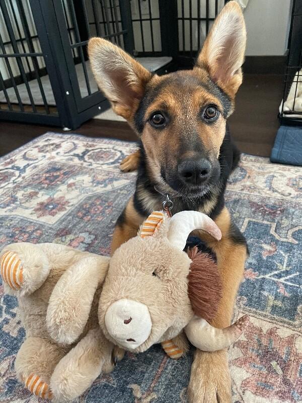 Enlarge Dahlia, a Adoptable mixed breed in Seattle, WA image 6/6