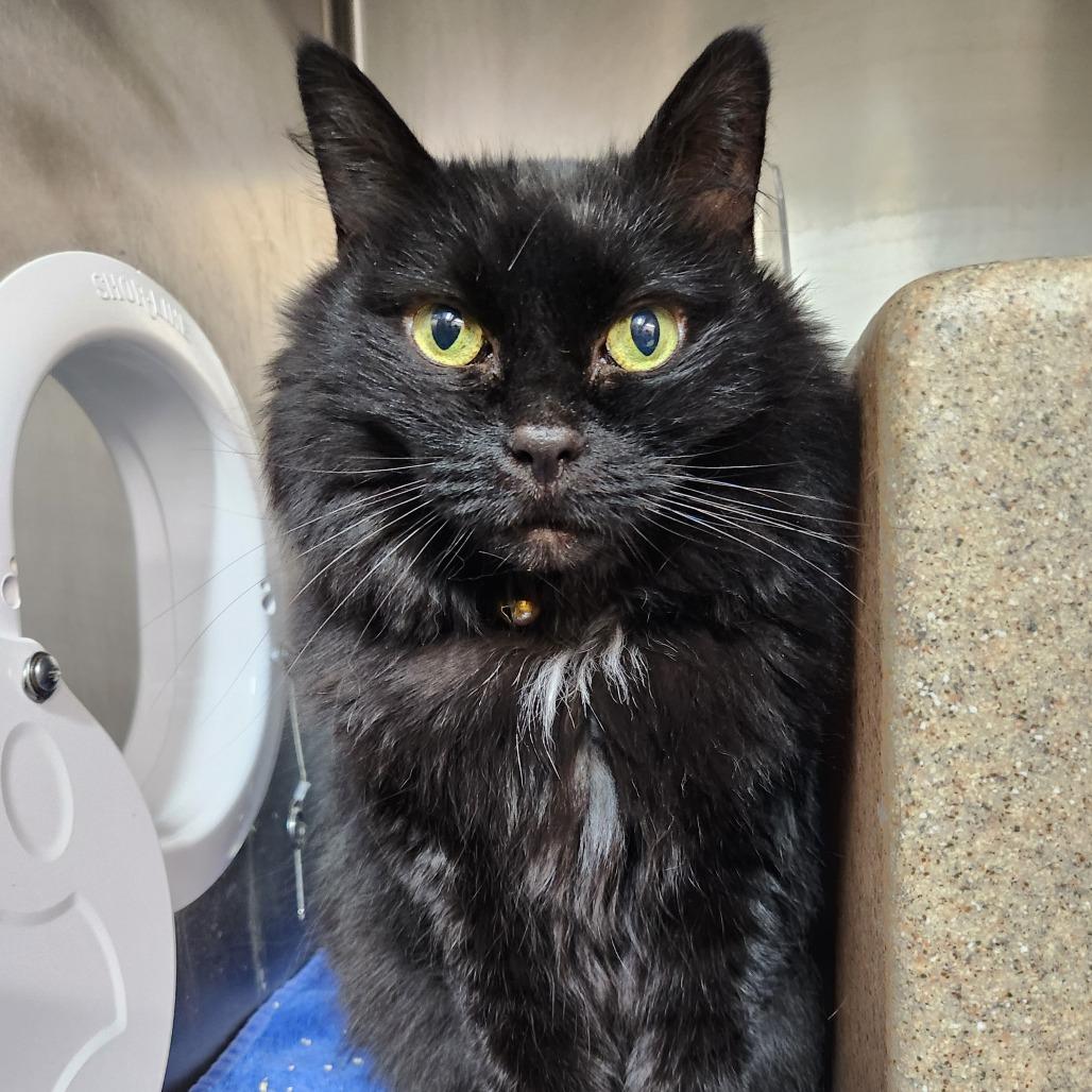 Dion, Adoptable, Senior Female Domestic Medium Hair.