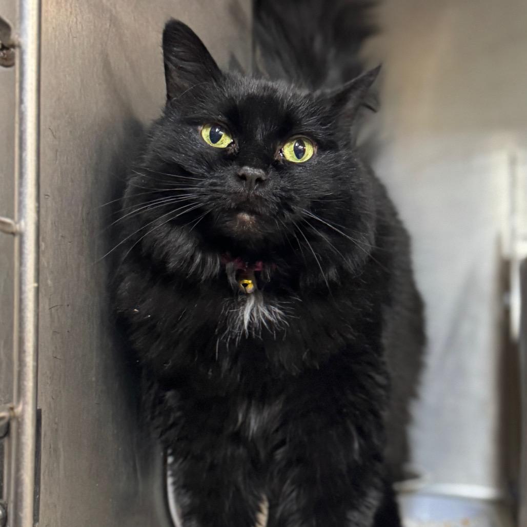 Enlarge Dion, a Adoptable mixed breed in West Olive, MI image 2/6