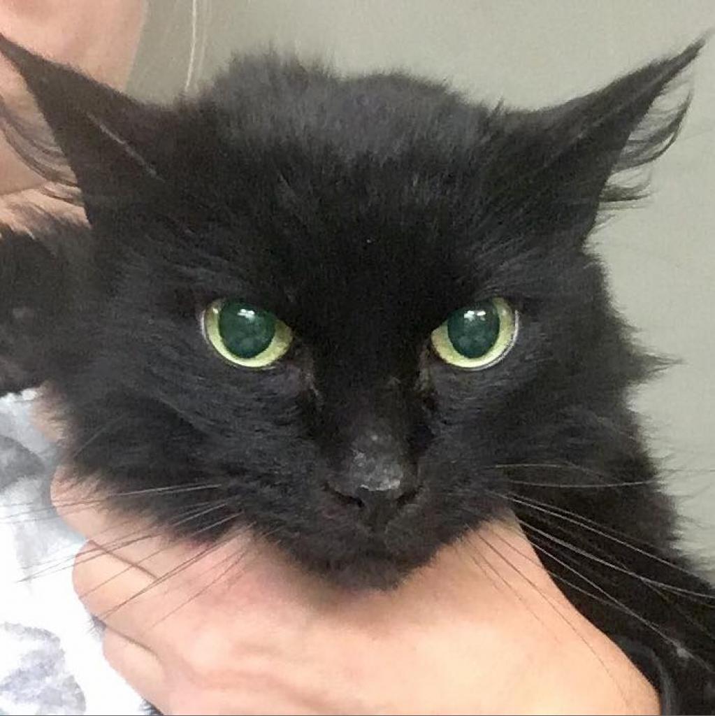 Enlarge Dion, a Adoptable mixed breed in West Olive, MI image 3/6