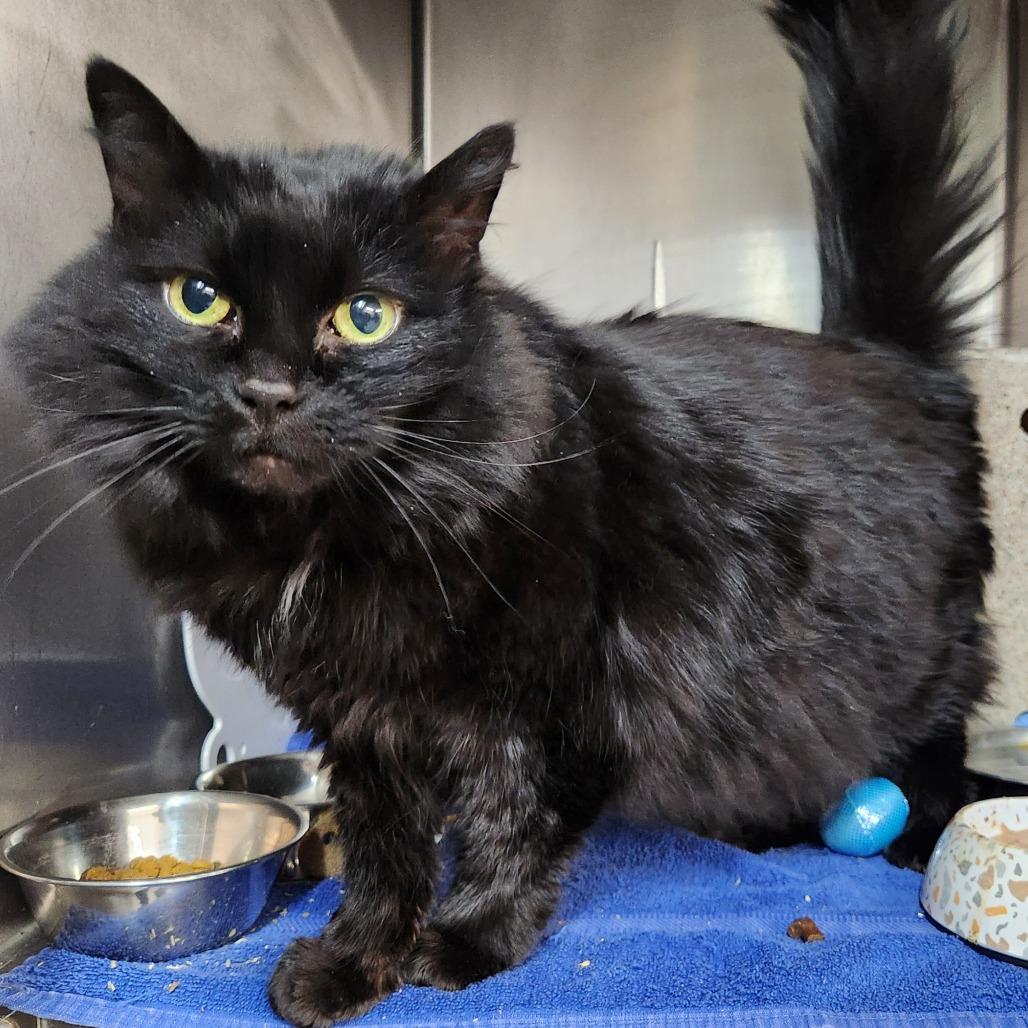 Enlarge Dion, a Adoptable mixed breed in West Olive, MI image 4/6