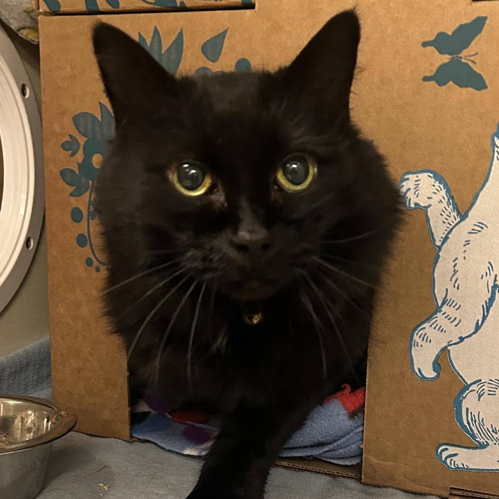 Enlarge Dion, a Adoptable mixed breed in West Olive, MI image 5/6