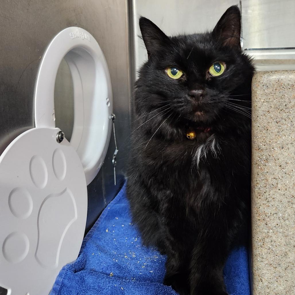 Enlarge Dion, a Adoptable mixed breed in West Olive, MI image 6/6