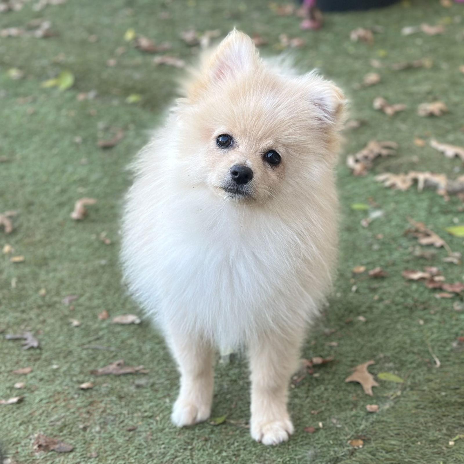 Enlarge Peanut *Head Tilt, a Adoptable Pomeranian in Garland, TX image 1/3
