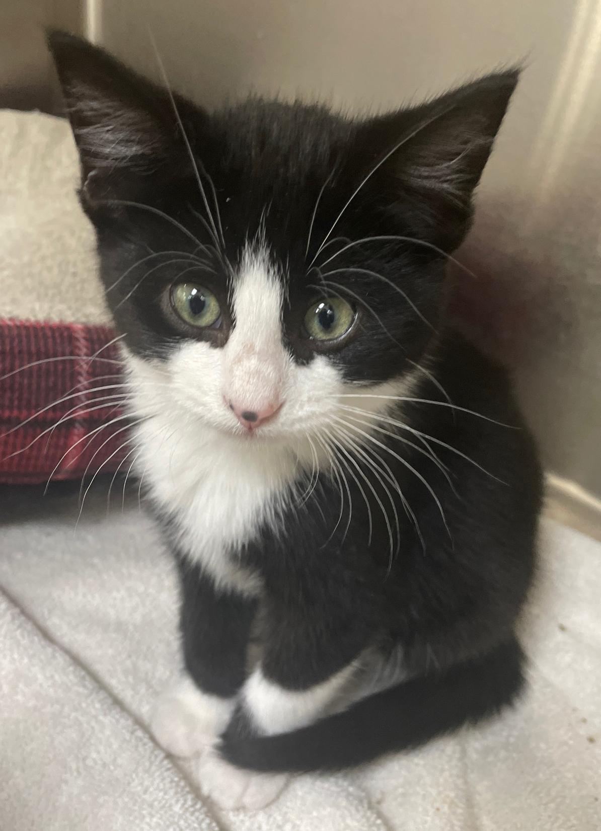 Thurston (Must be Adopted w/Littermate), adoptable, Kitten Male Domestic Medium Hair.