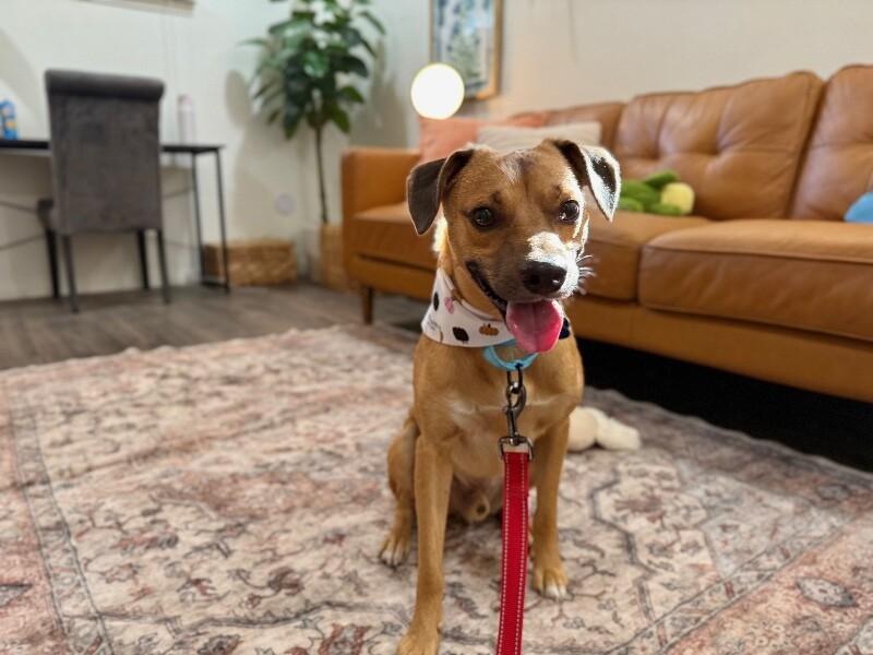 Enlarge Paco Perfect, a Adoptable mixed breed in Blaine, WA image 1/6