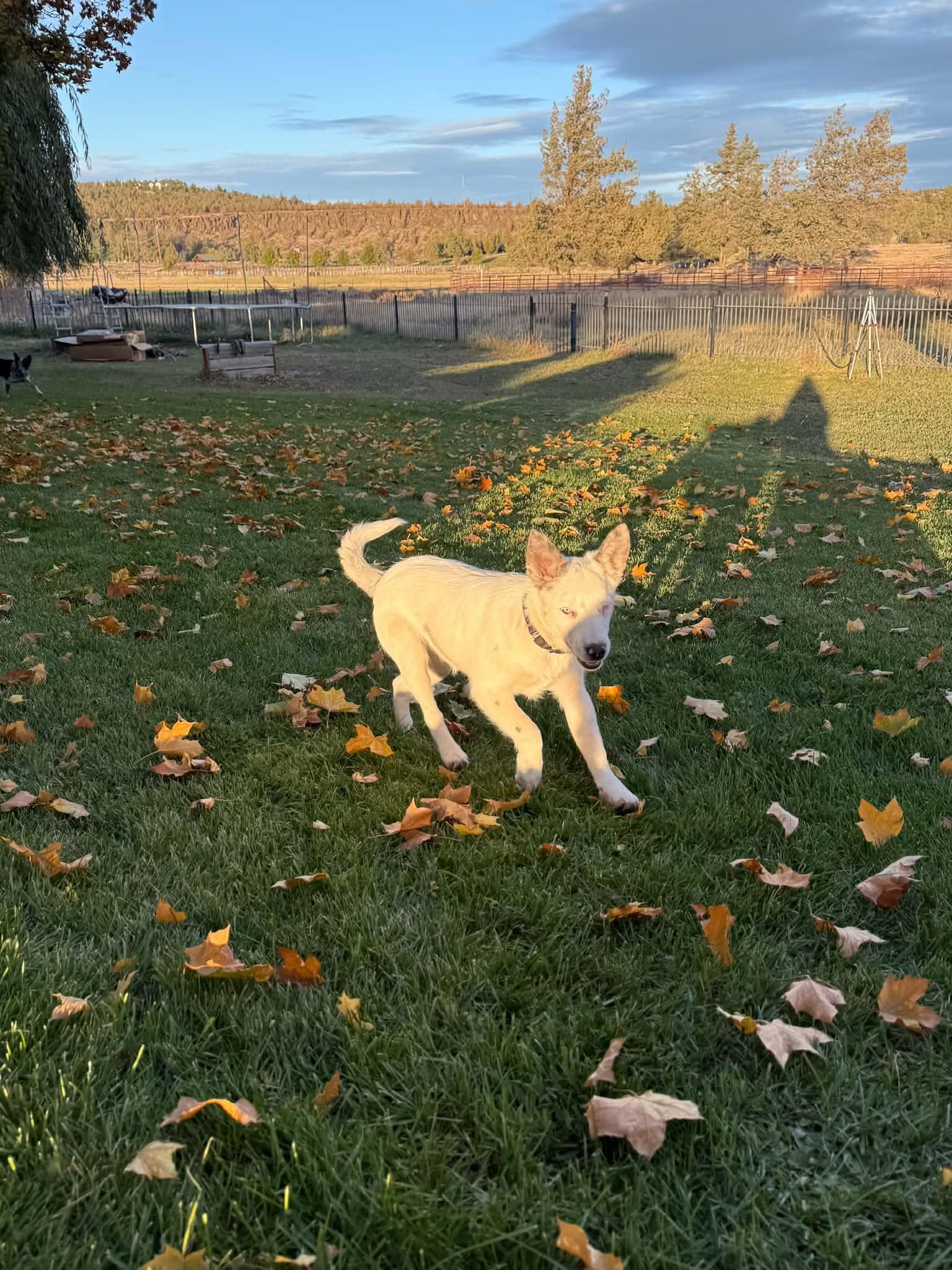 Enlarge Tot, a Adoptable mixed breed in Bend, OR image 3/3