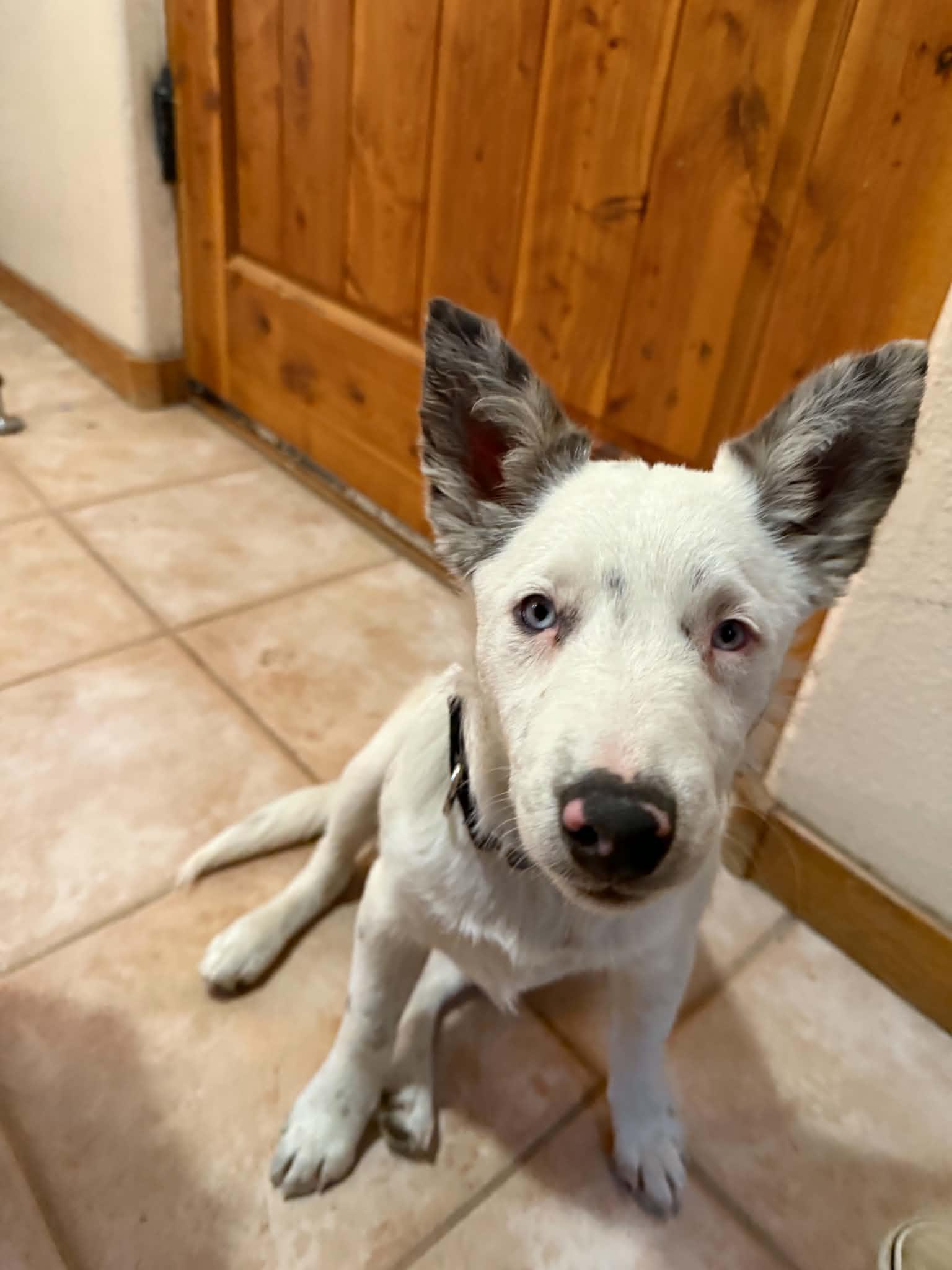 Enlarge Tot, a Adoptable mixed breed in Bend, OR image 1/3