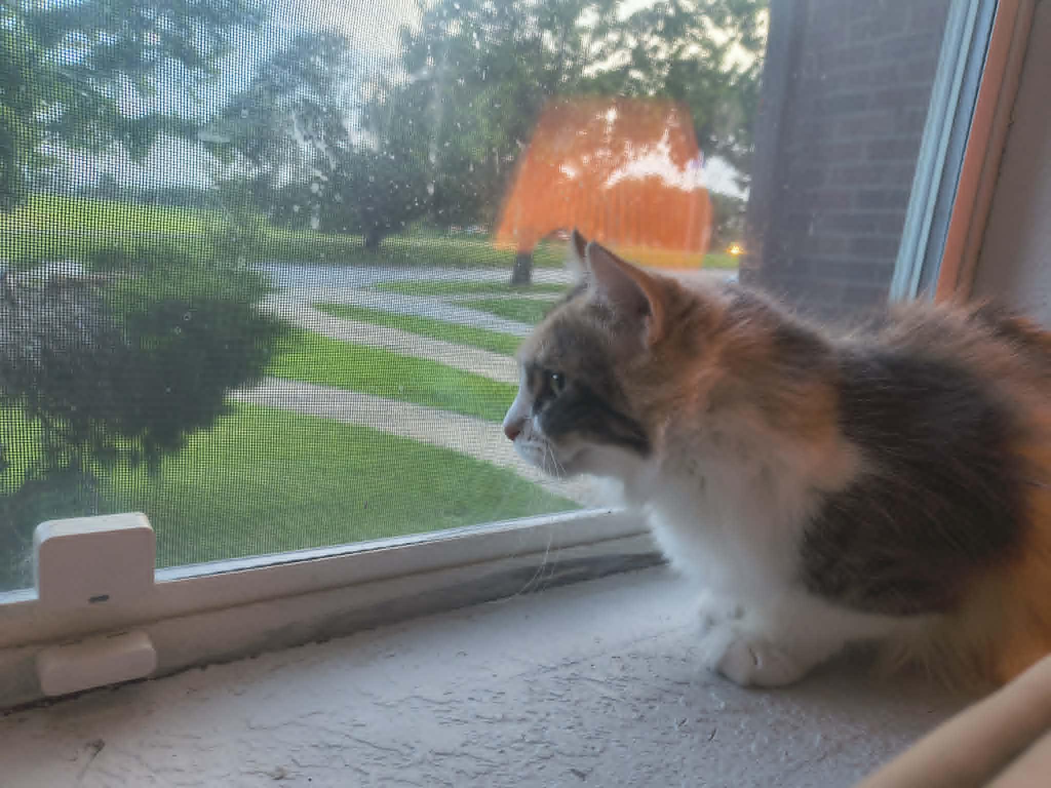 Penny, a ADOPTABLE Domestic Medium Hair in Overland Park, KS image 4/5