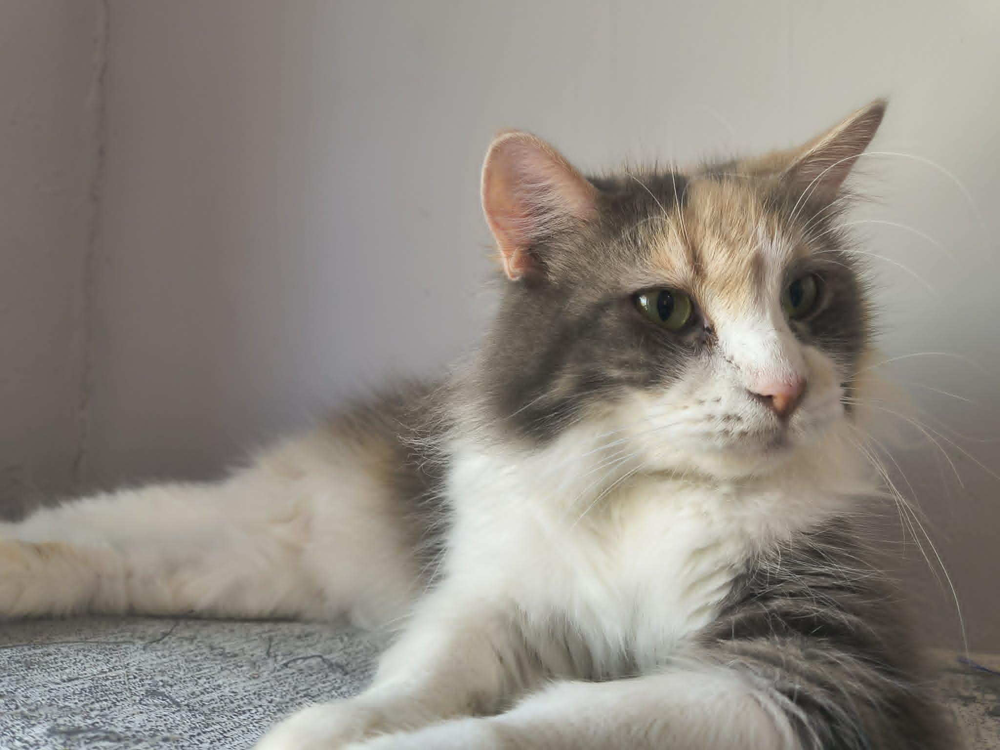 Penny, ADOPTABLE, Adult Female Domestic Medium Hair.