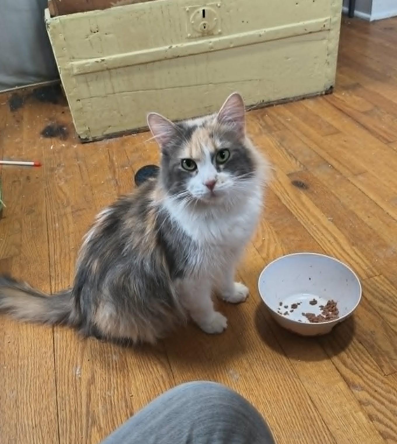 Penny, a ADOPTABLE Domestic Medium Hair in Overland Park, KS image 2/5