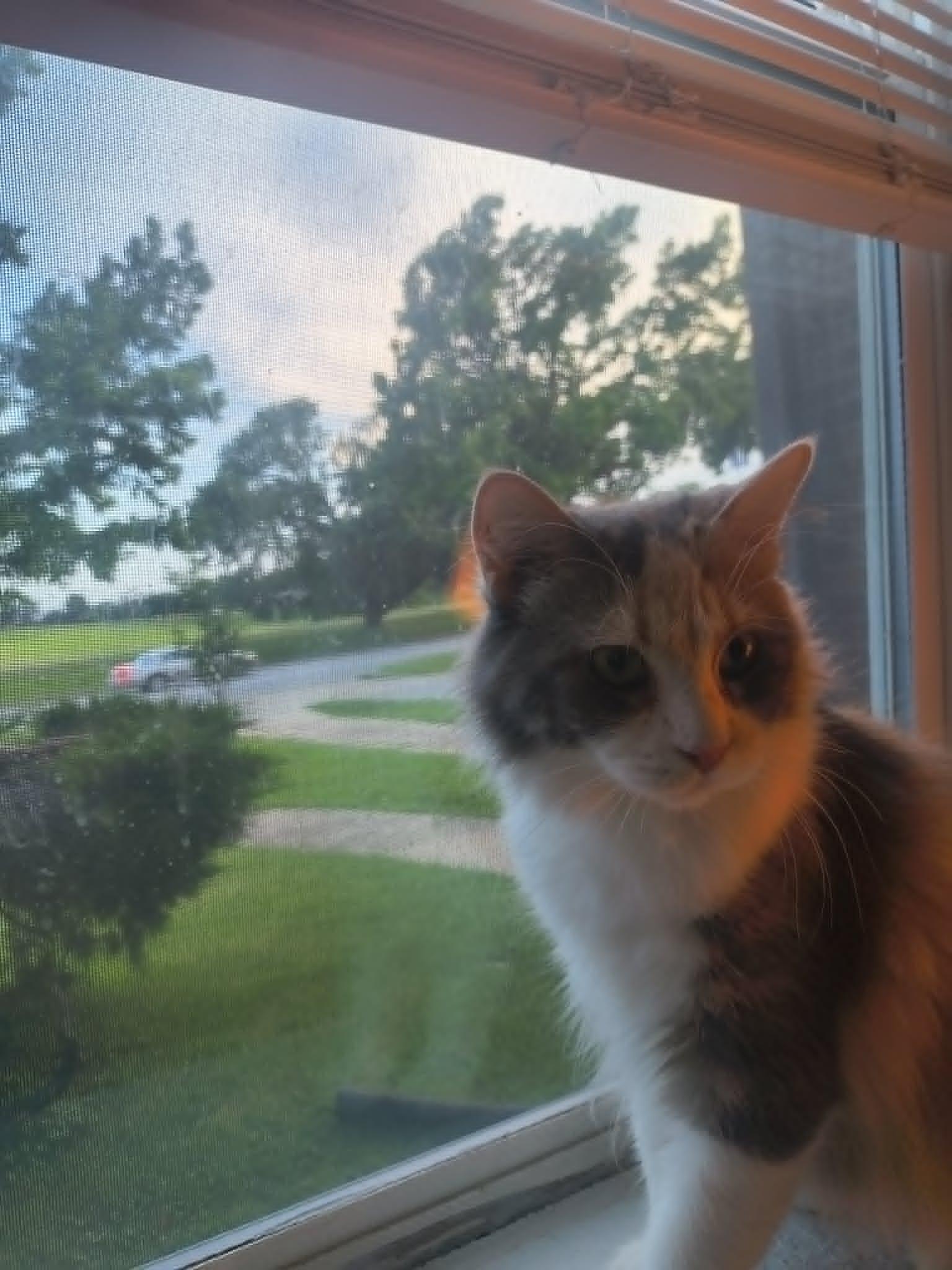 Penny, a ADOPTABLE Domestic Medium Hair in Overland Park, KS image 3/5