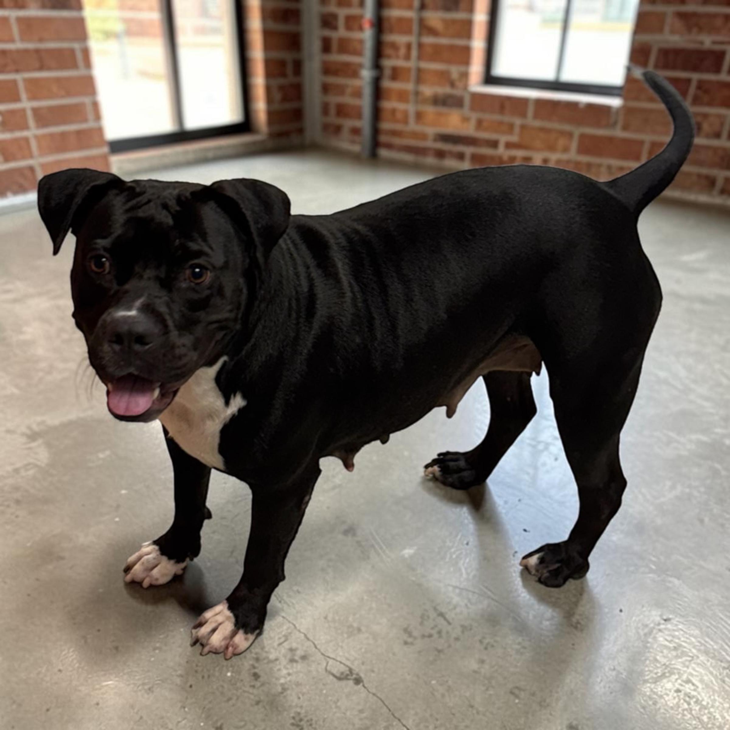 Enlarge Miley, a Adoptable mixed breed in Edmonds, WA image 2/4