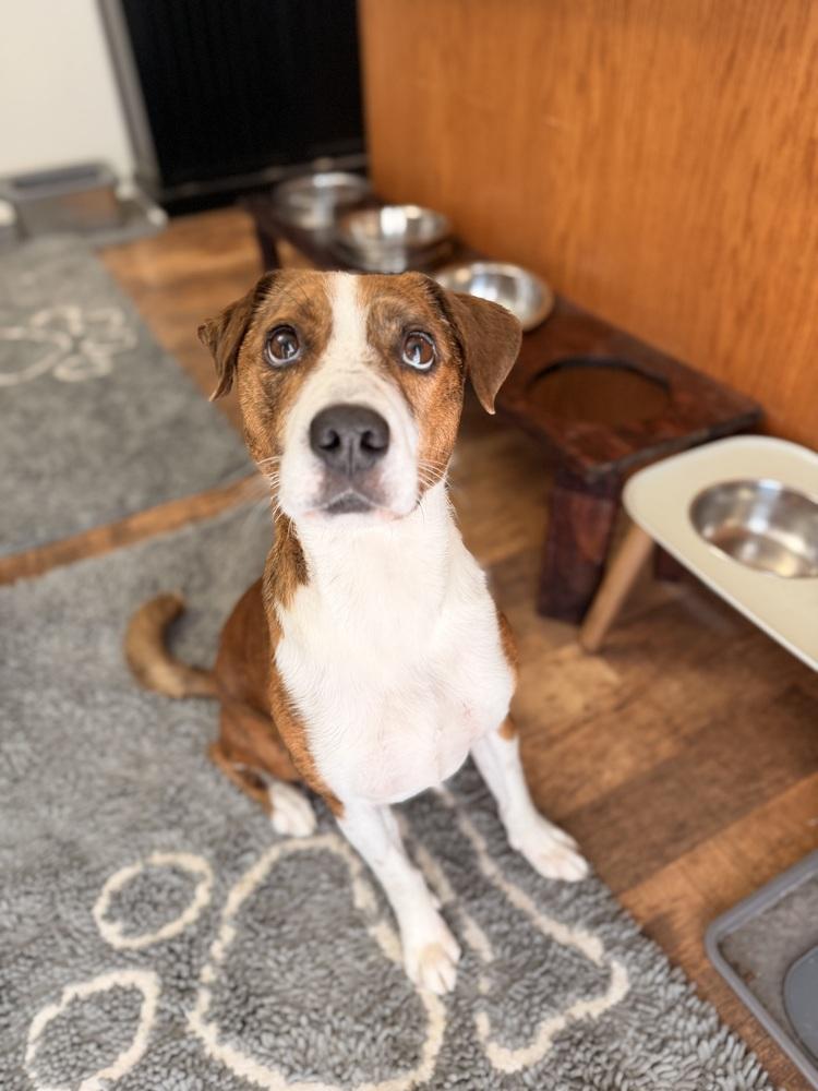 Enlarge Ziggy, an adoption pending mixed breed in Coal City, IL image 1/6