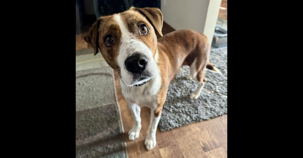 Enlarge Ziggy, an adoption pending mixed breed in Coal City, IL image 3/6