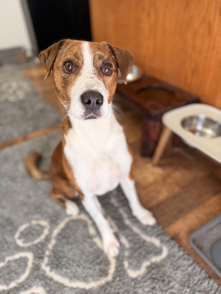 Enlarge Ziggy, an adoption pending mixed breed in Coal City, IL image 5/6