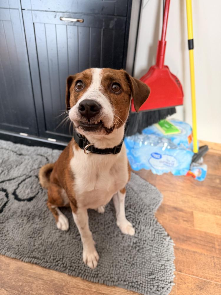 Enlarge Ziggy, an adoption pending mixed breed in Coal City, IL image 6/6