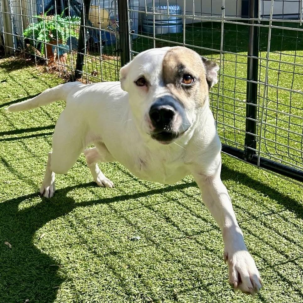 Kira (Courtesy Post), a ADOPTABLE mixed breed in Cedar Mountain, NC image 2/6