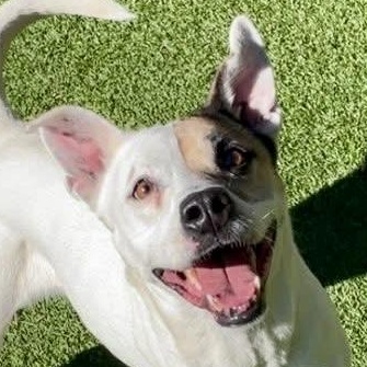 Kira (Courtesy Post), a ADOPTABLE mixed breed in Cedar Mountain, NC image 1/6