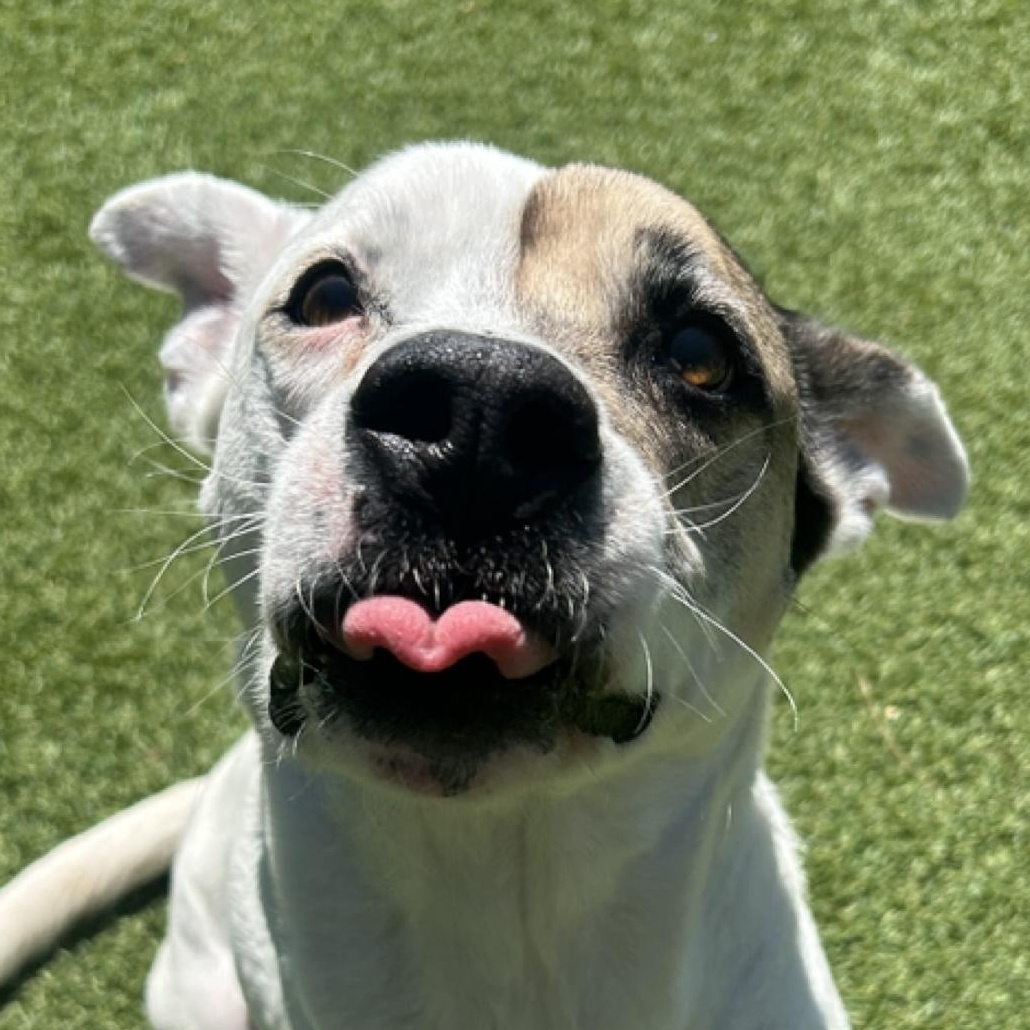 Kira (Courtesy Post), a ADOPTABLE mixed breed in Cedar Mountain, NC image 3/6