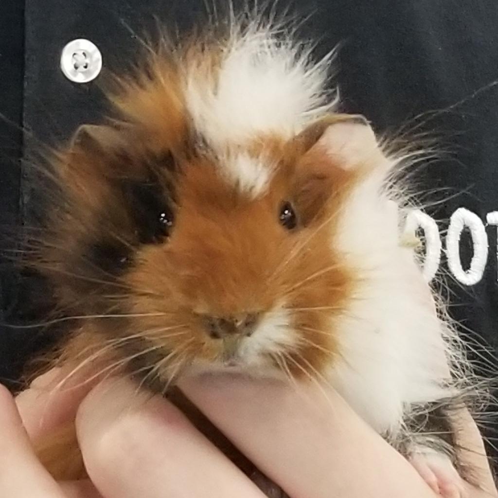 Pickle, Adoptable, Adult Male Guinea Pig.