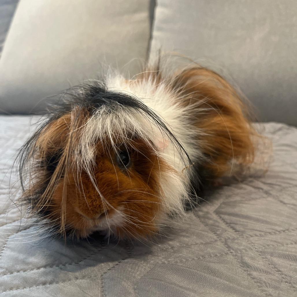 Enlarge Pickle, a Adoptable Guinea Pig in Temecula, CA image 1/1