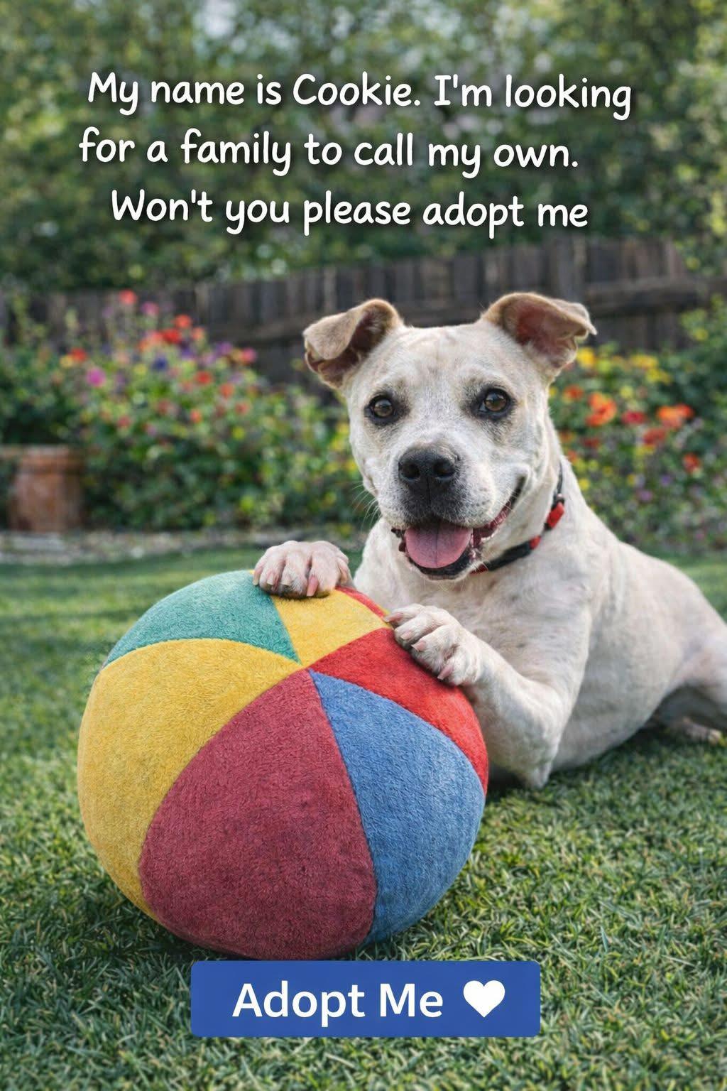 Cookie, a ADOPTABLE mixed breed in Southport, CT image 2/6