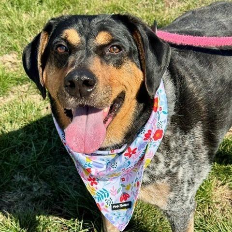 Enlarge Gucci, a Adoptable mixed breed in Columbia, IL image 1/6