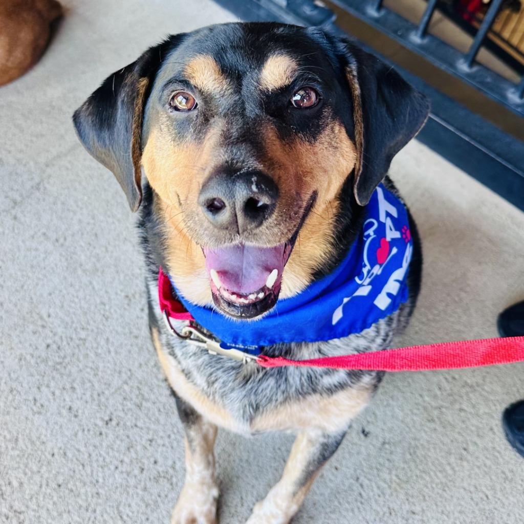 Enlarge Gucci, a Adoptable mixed breed in Columbia, IL image 2/6