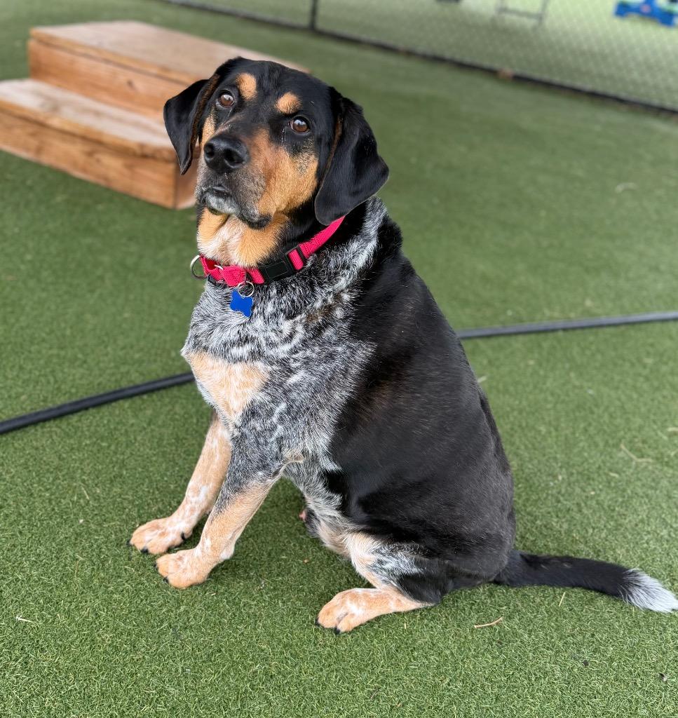 Enlarge Gucci, a Adoptable mixed breed in Columbia, IL image 3/6