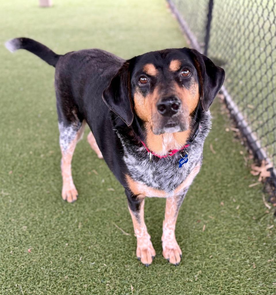 Enlarge Gucci, a Adoptable mixed breed in Columbia, IL image 4/6