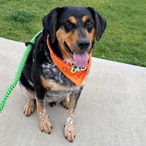 Gucci, Adoptable, Adult Male Bluetick Coonhound.