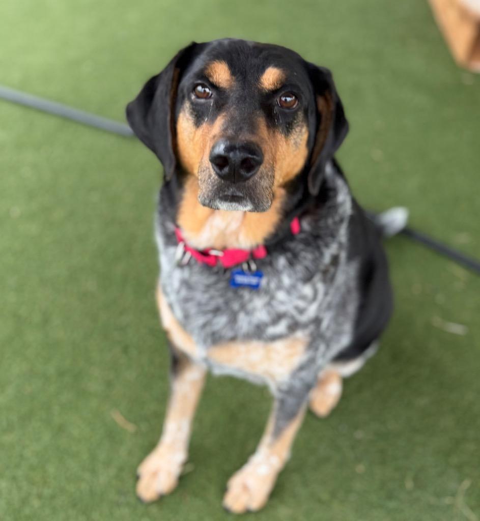 Enlarge Gucci, a Adoptable mixed breed in Columbia, IL image 5/6