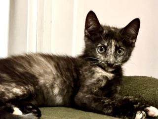Lexi, ADOPTABLE, Kitten Female Torbie.