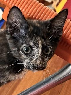 Lexi, a ADOPTABLE Torbie in Medford, MA image 3/3