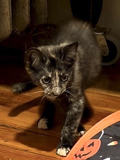Lexi, a ADOPTABLE Torbie in Medford, MA image 2/3