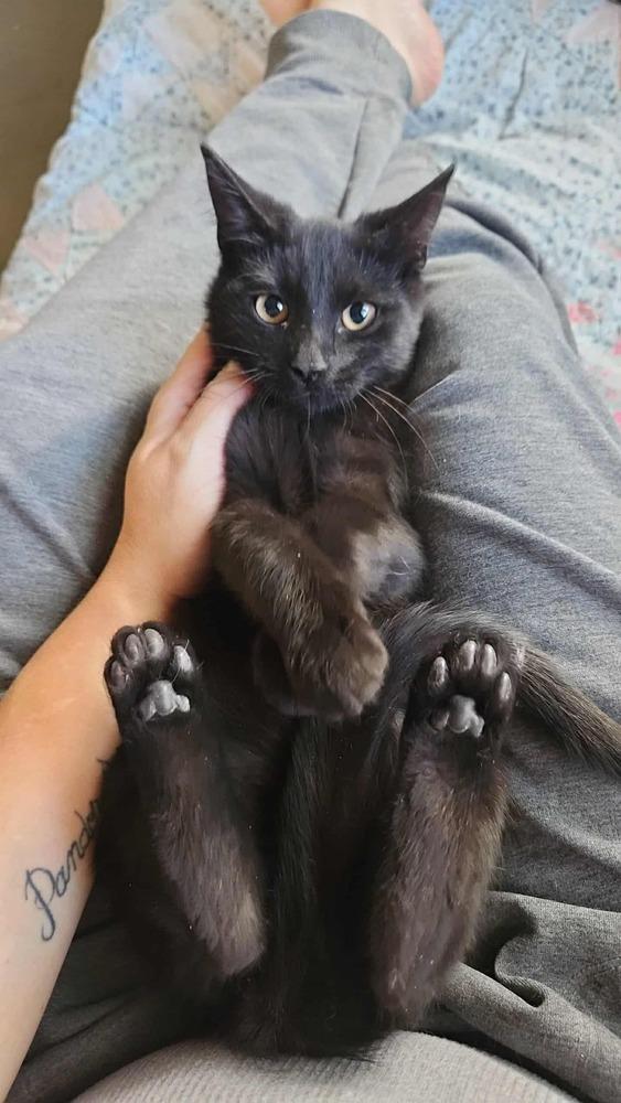 Enlarge Minerva, a Adoptable Domestic Short Hair in Lorain, OH image 1/6