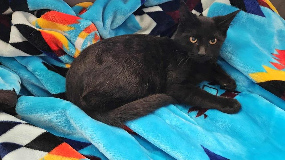 Enlarge Minerva, a Adoptable Domestic Short Hair in Lorain, OH image 2/6