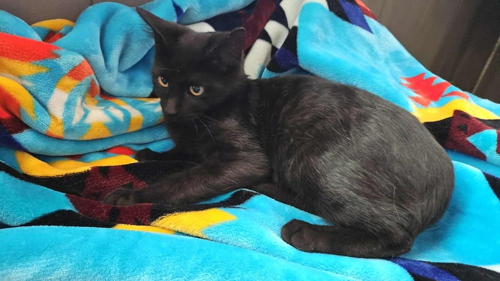 Enlarge Minerva, a Adoptable Domestic Short Hair in Lorain, OH image 3/6