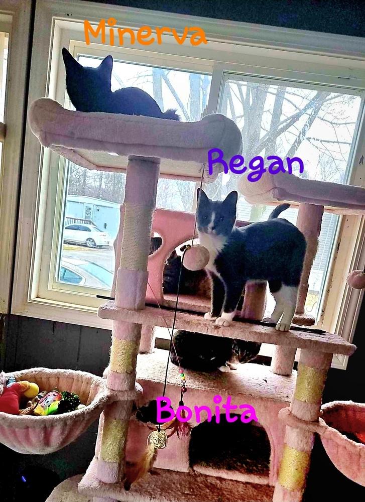 Enlarge Minerva, a Adoptable Domestic Short Hair in Lorain, OH image 4/6