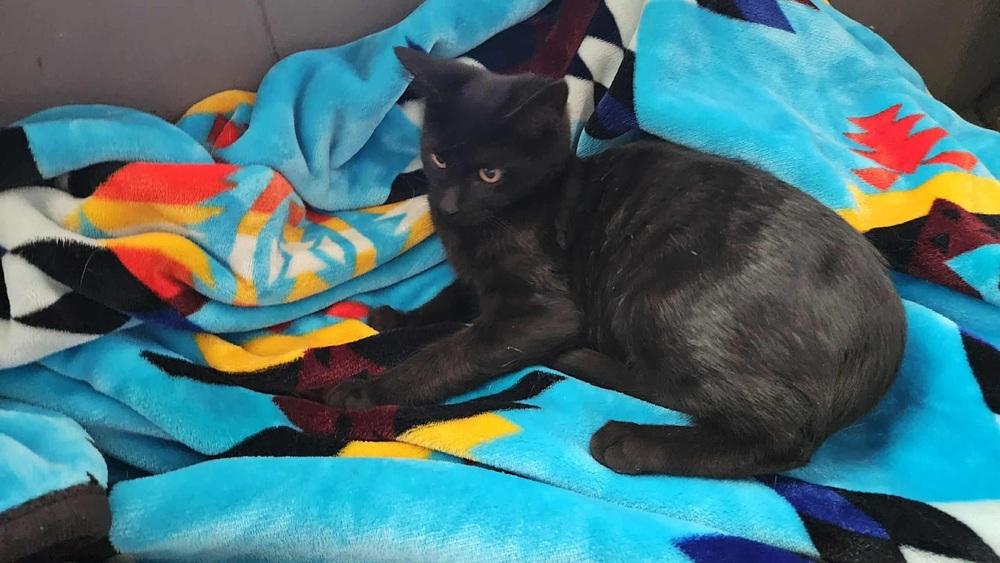 Enlarge Minerva, a Adoptable Domestic Short Hair in Lorain, OH image 5/6